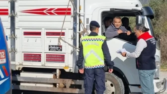 Aydın'da hayvan sevkiyatı denetimlerine jandarma ve tarım ekipleri katıldı