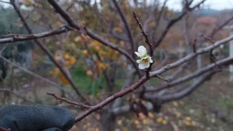 Manisa'nın Sarıgöl ilçesinde erik ağacı zemheri soğuğuna rağmen çiçek açtı