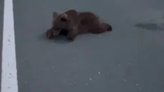 Safranbolu’da kara yolunda yaralı yavru ayı DKMP ekiplerine teslim edildi