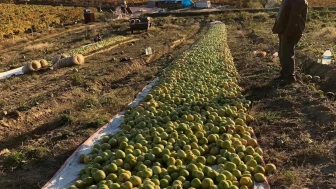 Manisa'da kırağı nedeniyle gök domatesler serada olgunlaştırıldı