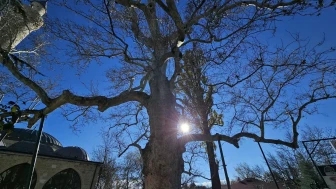 Elazığ'ın Harput Mahallesi'nde 300 yıllık çınar yıllara meydan okuyor