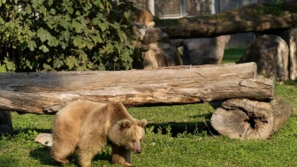 İzmir Doğal Yaşam Parkı’na siyah jaguar ve bozayı transfer edildi
