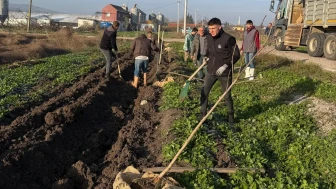 Bandırma'nın Karaçalılık Mahallesi'nde 350 fidan toprakla buluştu