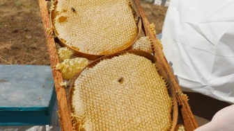 Niğde'de geven balı coğrafi işaretle tescillendi