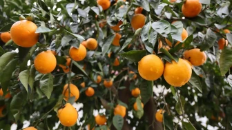 Adana'da 4 günlük yağmur çiftçiyi sevindirdi