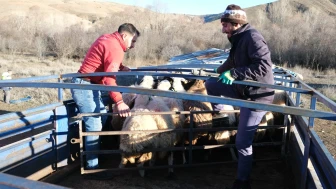 Erzincan'da soğuk hava nedeniyle sürüler yayladan indirildi