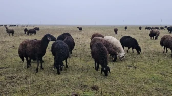 Muş'un Hasköy ilçesinde hava sıcaklığının mevsim normallerinin üzerinde seyretmesi besicileri sevindirdi