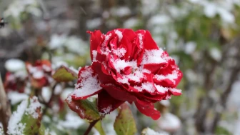 Yozgat’ta etkili kar yağışı çiçekleri beyaz örtüyle kapladı
