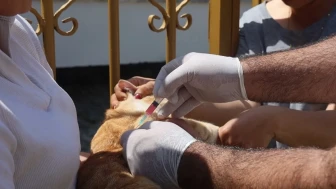 Adana'da 2025 yılında 3 bin 865 kedi ve 3 bin 577 köpeğe çip