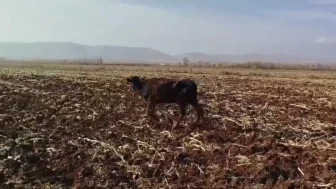 Şanlıurfa'da tahliye kanalına düşen inek itfaiye ekiplerince kurtarıldı