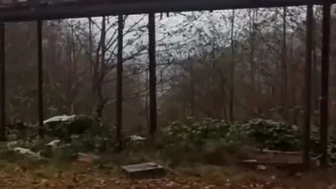 Rize’de ayıların kovanlara saldırısına demir profilli tezgah da çare olmadı