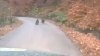 Düzce'nin Yığılca ilçesinde 2 yavru ayı kamerayla görüntülendi