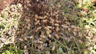 Adıyaman'da yer fıstığı hasadı ve sera çalışmaları başarıyla tamamlandı