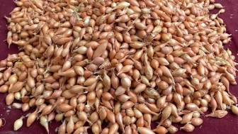 Manisa'da soğan üreticilerine dikim için ideal zamanın geldiği uyarısı yapıldı