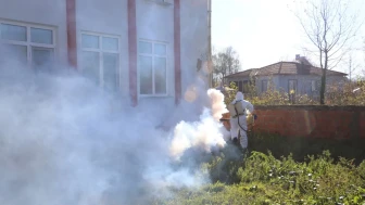 Manisa'da kahverengi kokarca kışlak mücadelesi devam ediyor