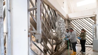 İzmir'de fillerin ayak bakımı hayatları için kritik öneme sahip