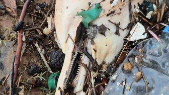 Bartın'da dev dalgalarla ölü yunus balığı kalıntıları sahile vurdu