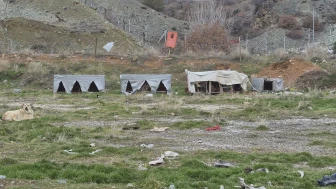 Eskişehir'deki sokak köpekleri hayvanseverlerin kurduğu barınaklarla kışı geçiriyor