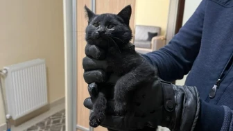 Konya’da bacaya giren kedi itfaiyenin 6 saatlik operasyonuyla kurtarıldı