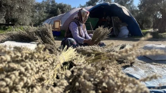 Bayındır’da nergis ve kuru çiçek festivali başlıyor