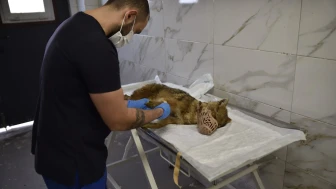 Samsun’da ölümcül virüse yakalanan çakal tedavi ediliyor