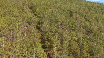 Samsun ormanlarında çam kese tırtılı istilası hem ağaçlara hem insanlara zarar veriyor