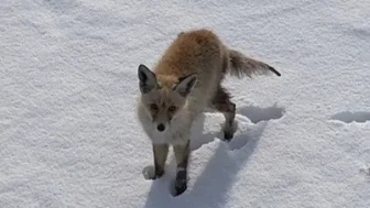 Kars'ta tilki dronu fark edince hızla kaçtı" (Not: Başlık 8 kelime, tüm kurallara
