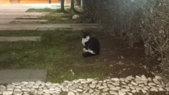 Salihli’de okul çatısında mahsur kalan kedi itfaiye ekipleri tarafından kurtarıldı