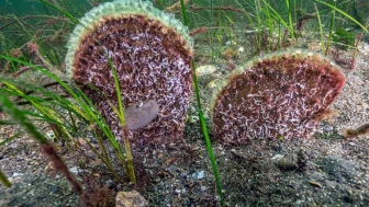 Prof. Dr. Mustafa Sarı Marmara Denizi'ni korumak için belediye başkanlarını keşif dalışına çağırdı
