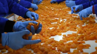 Malatya'da zor şartlara rağmen 303 milyon dolarlık kayısı ihracatı gerçekleştirildi