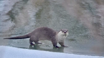 Muş'ta buz tutan Karasu Nehri'nde nadir su samuru görüntülendi