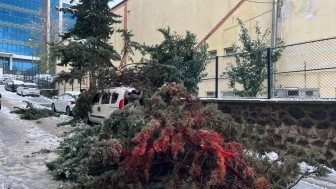 Sinop'ta kökünden sökülen ağaç park halindeki aracın üzerine devrildi