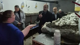 Bulancak'ta öğrencilerin yetiştirdiği kültür mantarı hasadı yapıldı