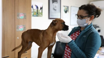 Muğla'da 4 bin 34 sahipsiz hayvan yeni yuvalarına kavuştu