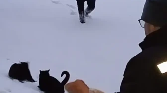 Giresun'un yaylalarında karla mücadele eden sahipsiz hayvanlar için seferberlik başlatıldı