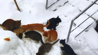 Kastamonu’da köy imamının seslenmesiyle kedilerin karda sıralı yürüdüğü anlar renkli görüntüler oluşturdu