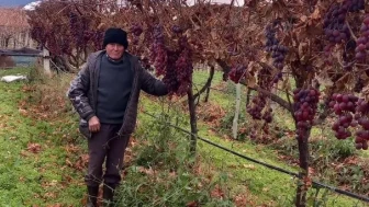 Manisa’nın Sarıgöl ilçesinde üzüm üreticisi 2026’nın ilk günü hediyelerini dalından dağıttı
