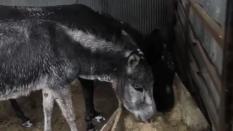 Diyarbakır’da sahipsiz eşekleri kardan kurtarıp çiftliğine götürdü