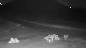 Nevşehir’de aç kalan kurtlar köy içinde dolaşırken güvenlik kamerasına yansıdı