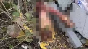 Sakarya'da otoyol kenarında bulunan kemikler jandarmayı at kasaplarına götürdü