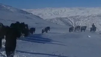 Bitlis'in Hizan ilçesinde karda mahsur kalan at ve katırlar korucular tarafından kurtarıldı