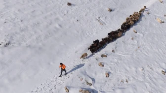 Mardin'de besicilerin zorlu kar mesaisi sürüler beyaz örtüde yol alıyor