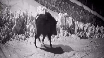 Artvin’in Ardanuç ilçesinde aç kalan yabani hayvanlar köye indi ve kameraya yakalandı