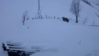 Sis Dağı'nda kış uykusundan uyanan ayı yayla evlerine zarar verdi