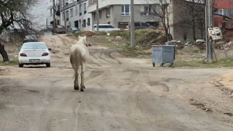 Eskişehir'de başıboş atlar sokaklarda otluk alan ararken vatandaşlar tedirgin oluyor