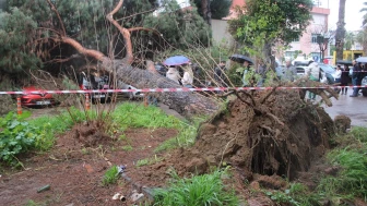 Aydın’da hastane bahçesindeki dev çam ağacı park halindeki araçların üzerine devrildi