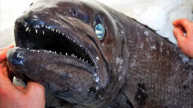 Yağ Balığı Nedir? Neye İyi Gelir?