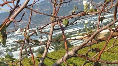 Manisa’nın Sarıgöl ilçesinde armut ağacı ikinci kez çiçek açtı