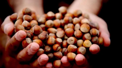 Giresun fındığı 352 TL ile rekor fiyata ulaştı