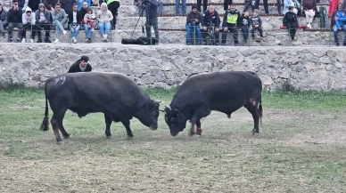 Ardanuç'ta şap hastalığı nedeniyle ertelenen boğa güreşleri festivali yoğun katılımla sona erdi